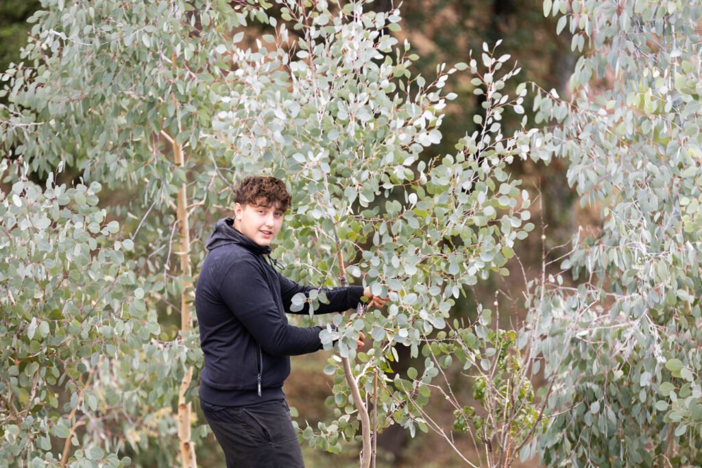 producteur eucalyptus var producteur eucalyptus acheter feuillage pour fleuriste feuilles d’eucalyptus fraîches