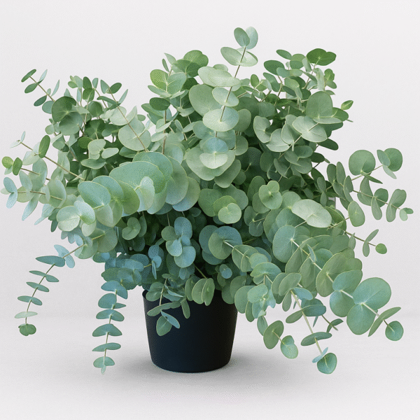 eucalyptus cinerea var