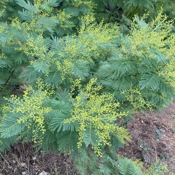 mimosa vert var mimosa du Var