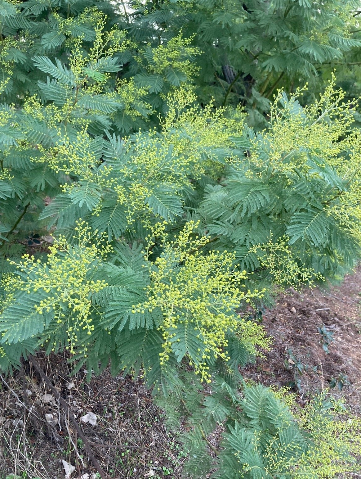 mimosa vert var mimosa du Var