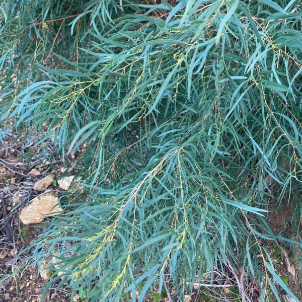 eucalyptus nicoli var