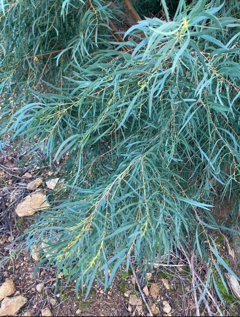 eucalyptus nicoli var eucalyptus Nicoli Tanneron