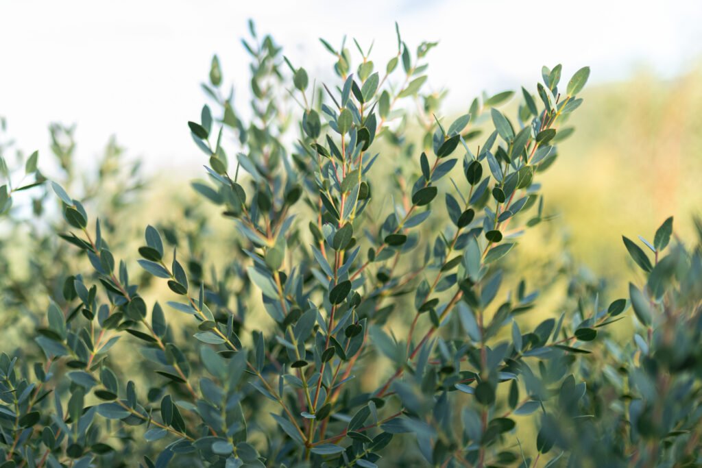 eucalyptus parvifolia producteur d’eucalyptus feuilles d’eucalyptus fraîches acheter de l’eucalyptus frais