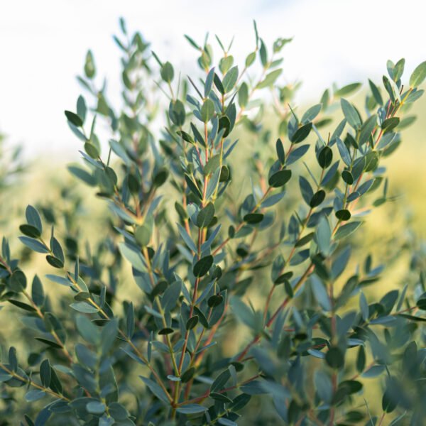 eucalyptus parvifolia