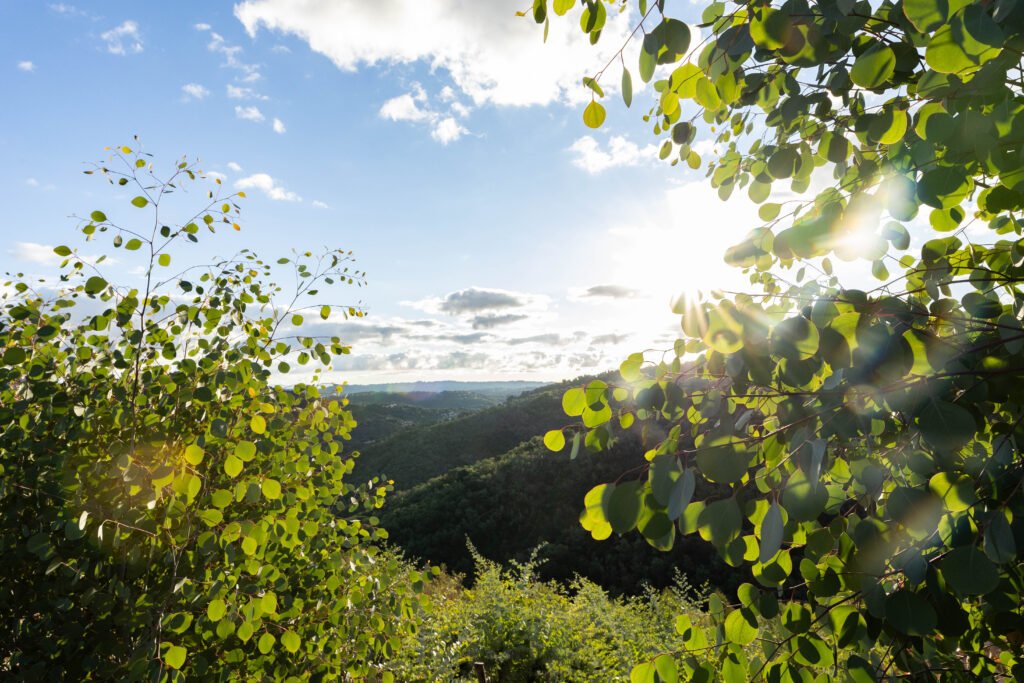producteur d’eucalyptus