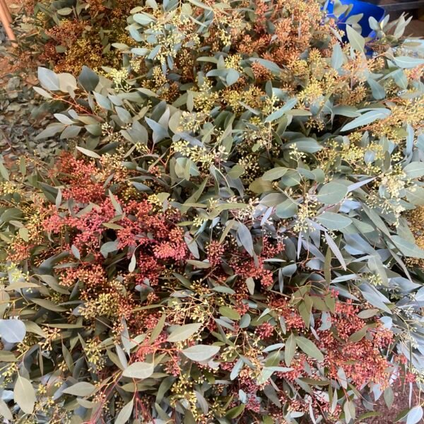 eucalyptus populus graine var