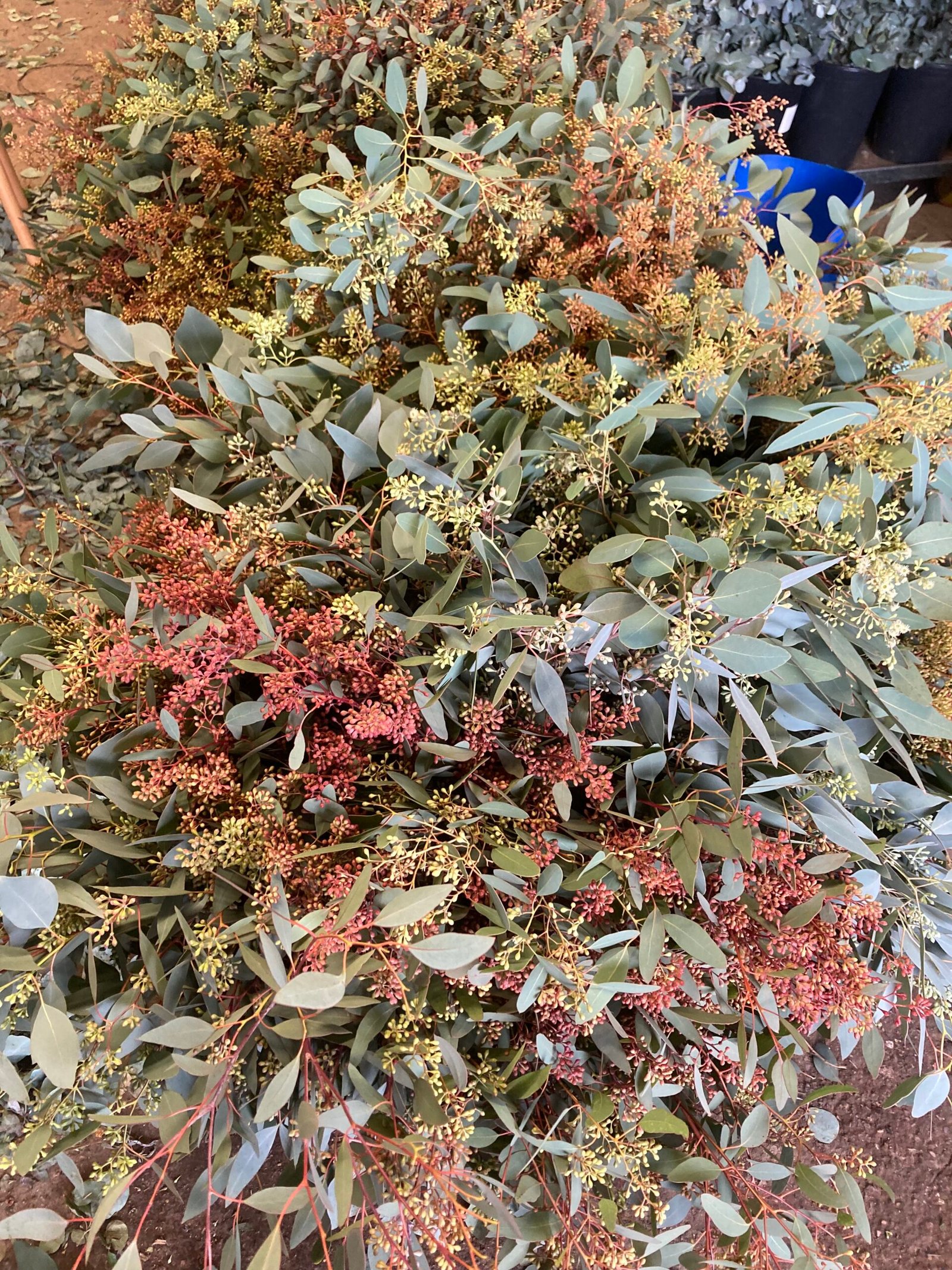 eucalyptus populus graine var