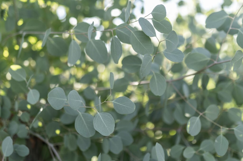 producteur eucalyptus var eucalyptus populus var Eucalyptus du Var