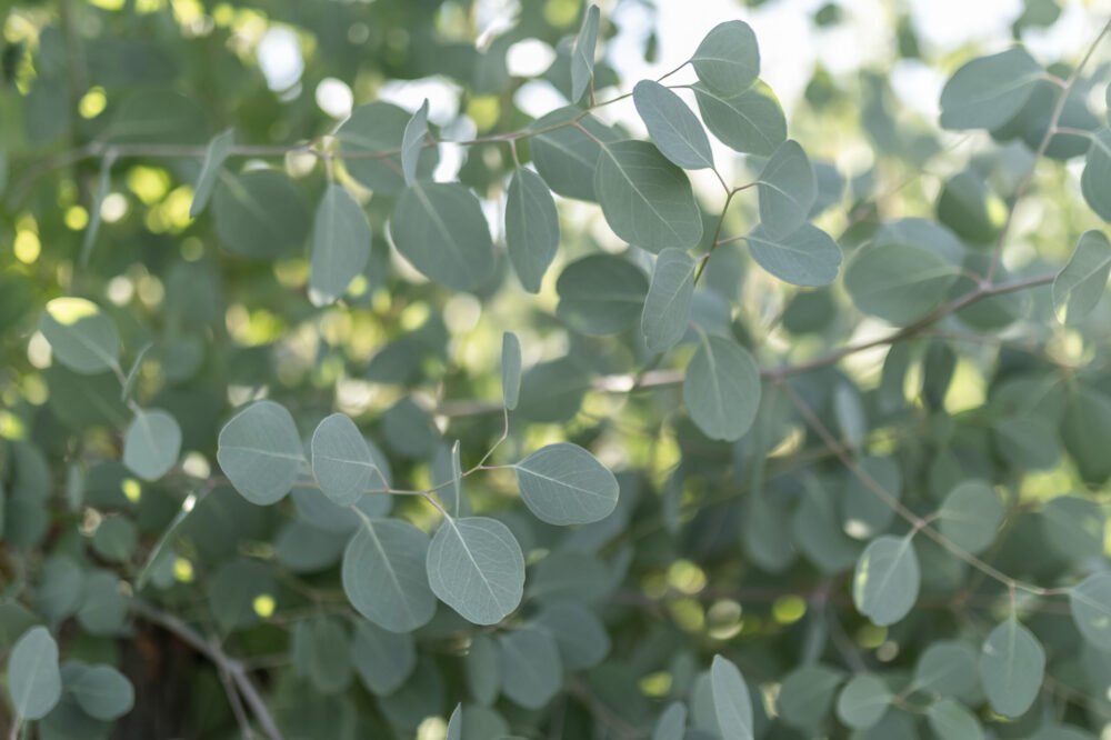 producteur eucalyptus var eucalyptus populus var Eucalyptus du Var