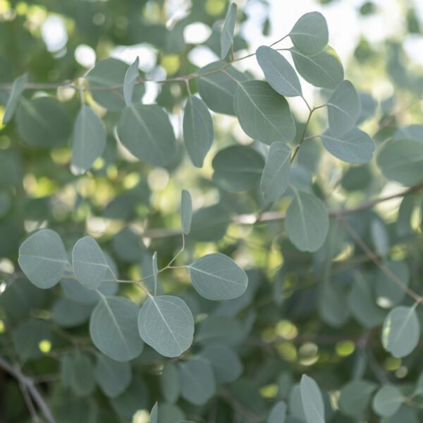 producteur eucalyptus var eucalyptus populus var Eucalyptus du Var