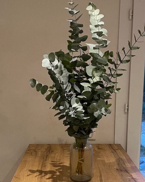 bouquet eucalyptus cinerea
