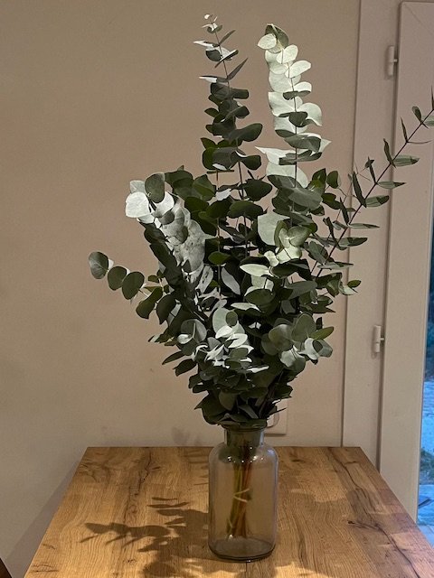 bouquet eucalyptus cinerea