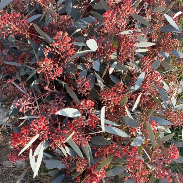 pop graine demi fleurie rouge ( 3kg )