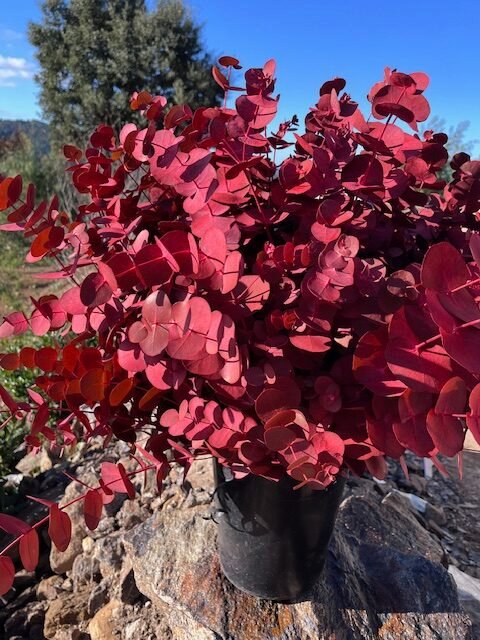 eucalyptus rouge