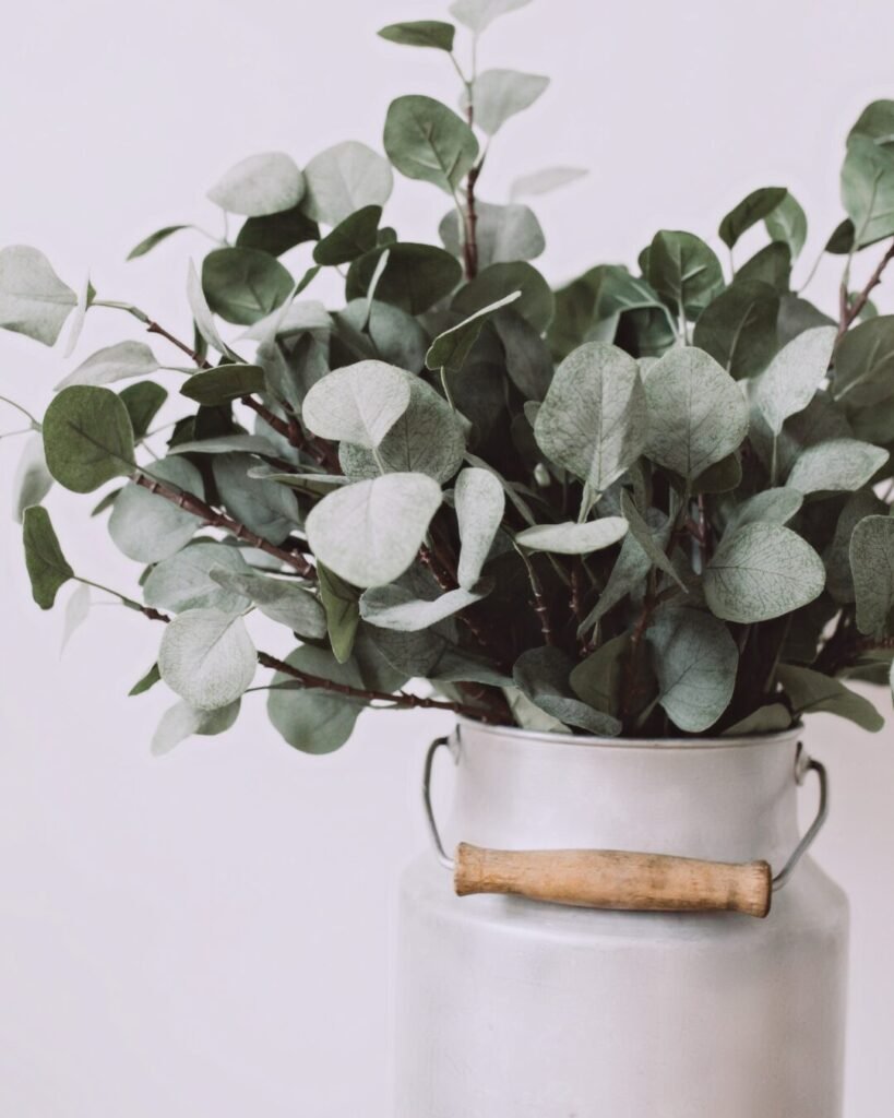 eucalyptus du Var conserver un bouquet d’eucalyptus eucalyptus Tanneron