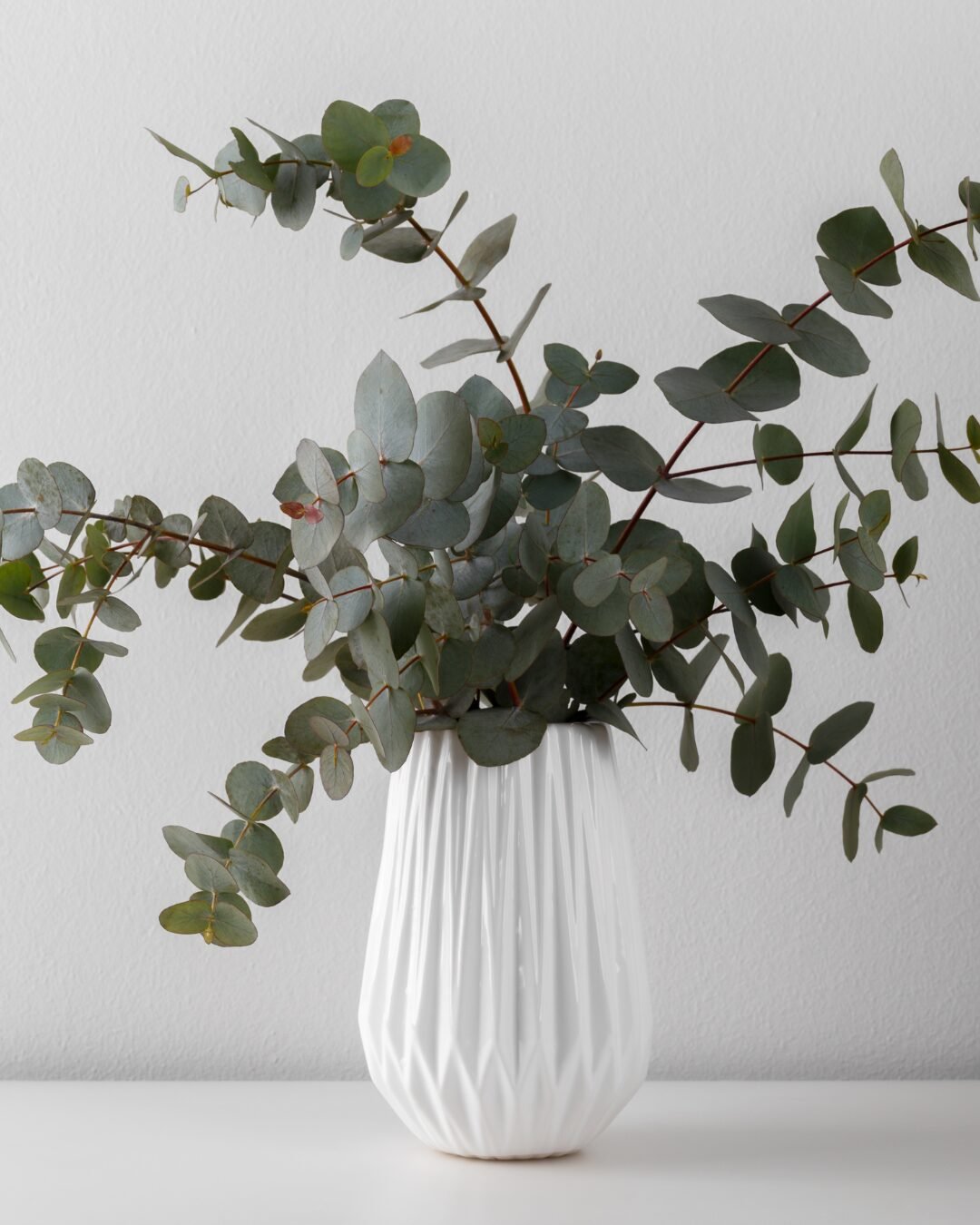 image article eucalyptus Populus pour Eucalyptus Varois