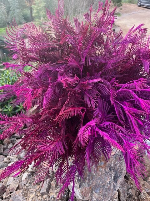 Mimosa feuilles teinté fuchsia 3 kg