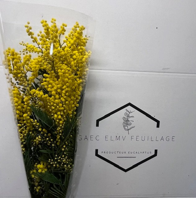 bouquet mimosa 150g