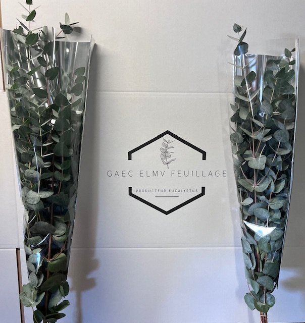 cinéréa les 10 bouquet prêt a la vente