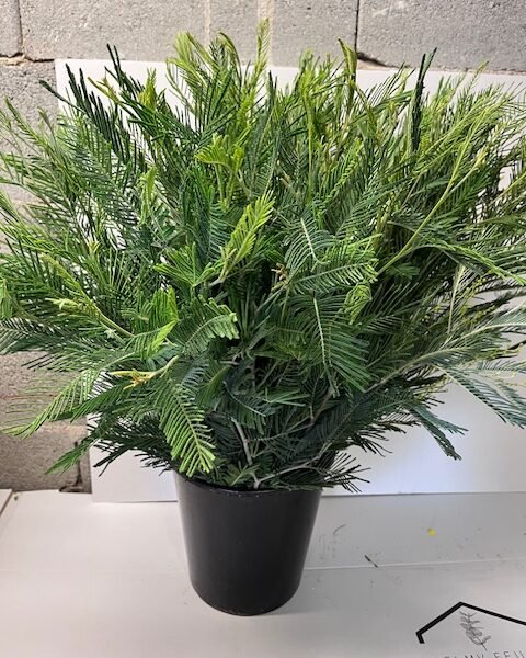 Mimosas feuille les 50 tiges