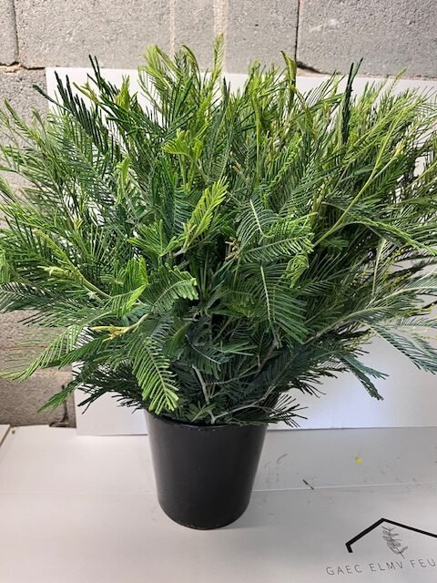 Mimosas feuille les 50 tiges