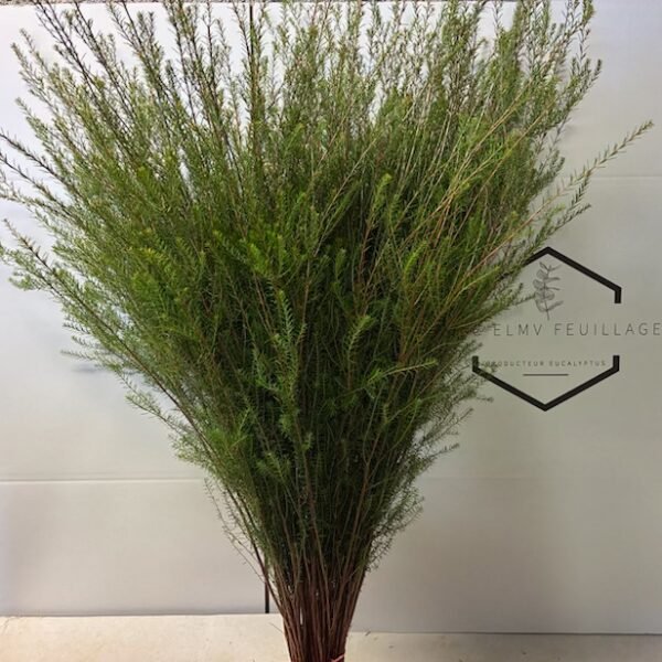 bruyère 50 tiges décoration florale