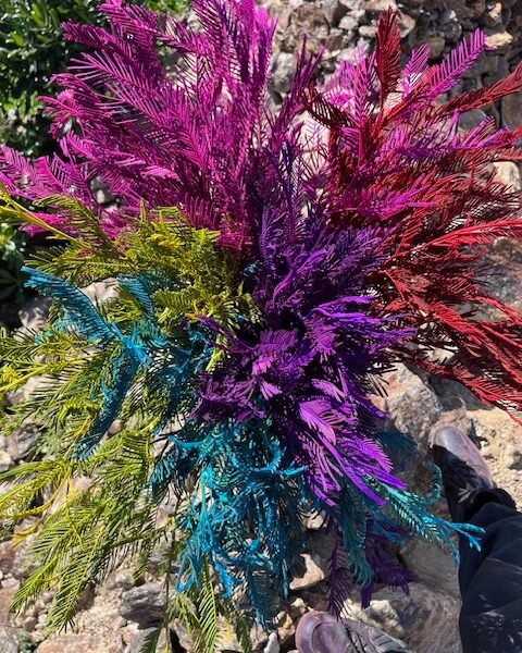 mimosa arc en ciel bouquet coloré