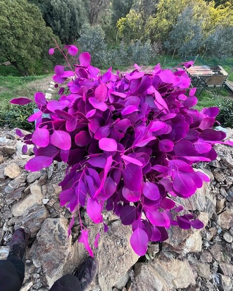 Populus feuille fuschia