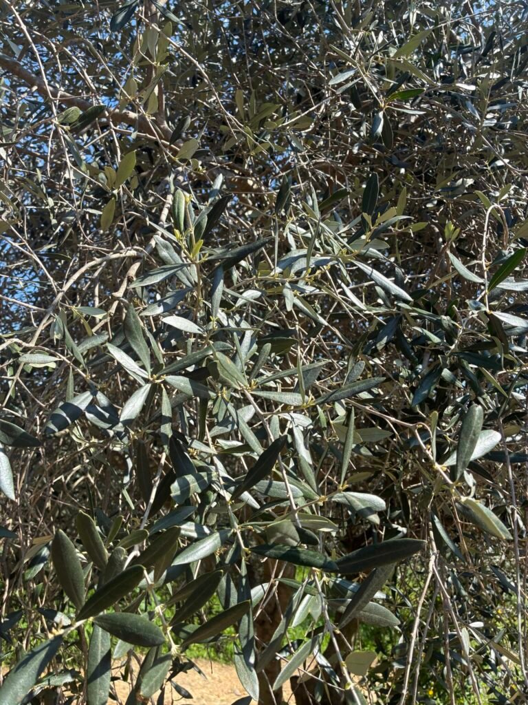 feuillage olivier bouquet - branche olivier décoration feuillage pour fleuriste