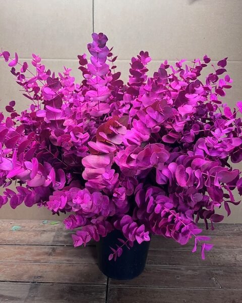 eucalyptus cinerea fuchsia feuillage décoratif