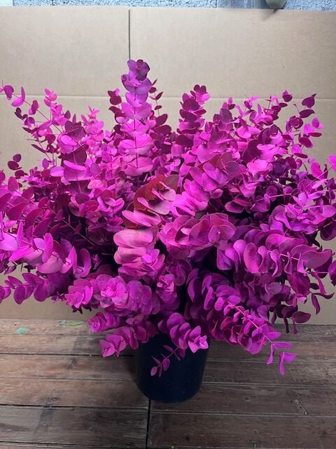 eucalyptus cinerea fuchsia feuillage décoratif