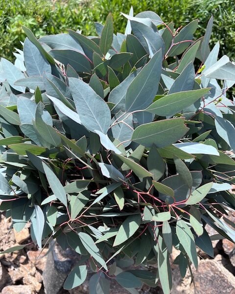 Eucalyptus populus feuille