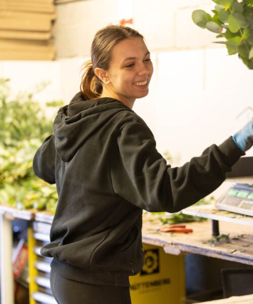 Employé eucalyptus producteur eucalyptus var