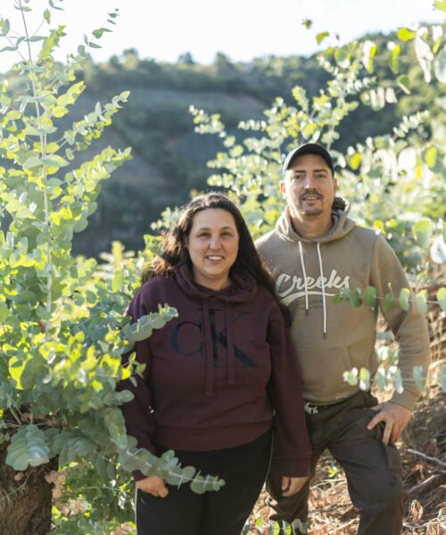 Producteurs Eucalyptus producteur eucalyptus var